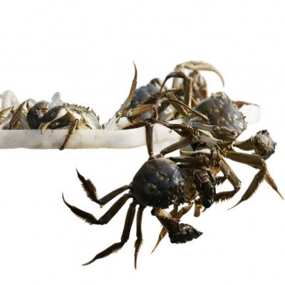 固城湖大闸蟹4两公蟹3两母蟹八只鲜活螃蟹礼盒顺丰包邮图4