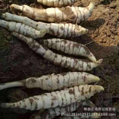 虫草参地参厂家批发 江湖地摊展会粗条大条虫草参 云南新货虫草参图4