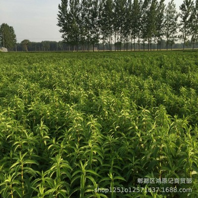 虫草参地参厂家批发 江湖地摊展会粗条大条虫草参 云南新货虫草参图3