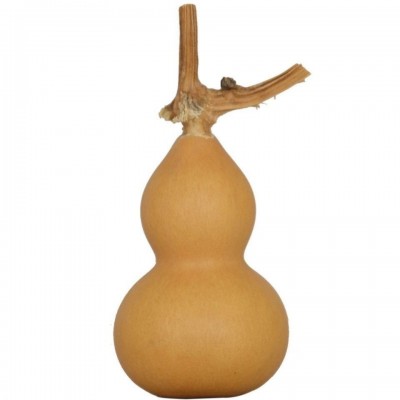 【阳台盆栽】手捻葫芦小葫芦种子籽观赏迷你金寸微型玩具葫芦种籽图4