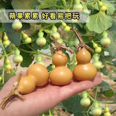 【阳台盆栽】手捻葫芦小葫芦种子籽观赏迷你金寸微型玩具葫芦种籽图3