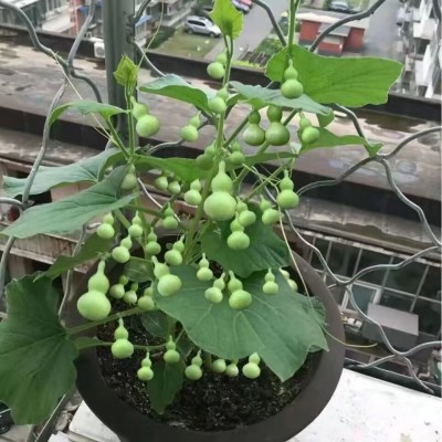 【阳台盆栽】手捻葫芦小葫芦种子籽观赏迷你金寸微型玩具葫芦种籽图2