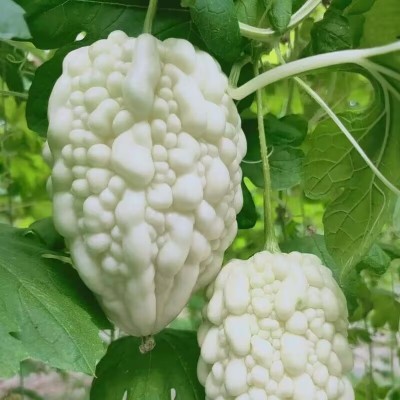 四季播种苹果苦瓜种子甘甜水果苦瓜种子台湾苹果苦瓜种子蔬菜种子图2