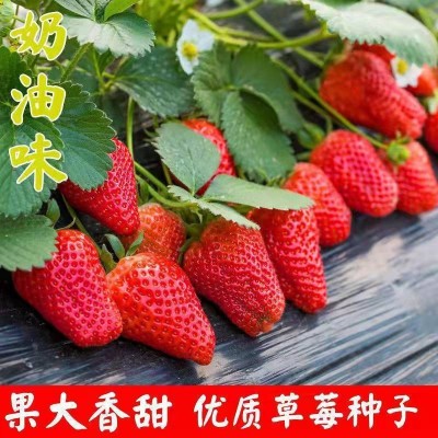 四季奶油大草莓种籽四季花种籽子草莓苗种植蔬菜种孑花卉种子全图2