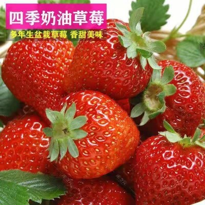 四季奶油大草莓种籽四季花种籽子草莓苗种植蔬菜种孑花卉种子全图3