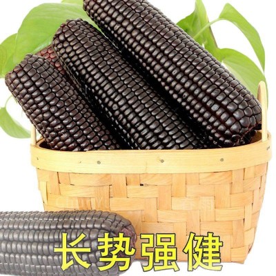 甜糯玉米种子甜玉米种子糯玉米种子适合家庭菜园种植图4