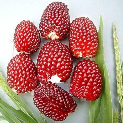 甜糯玉米种子甜玉米种子糯玉米种子适合家庭菜园种植图2