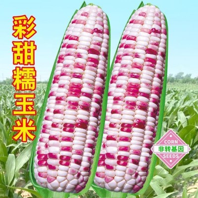 甜糯玉米种子甜玉米种子糯玉米种子适合家庭菜园种植图3