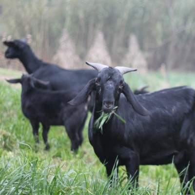 黑山羊 农村散养 育肥 改良优质品种羊 好养易活图3