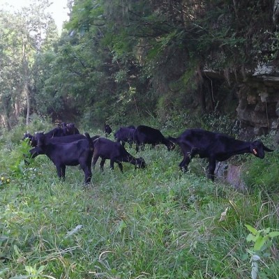 黑山羊 农村散养 育肥 改良优质品种羊 好养易活图4