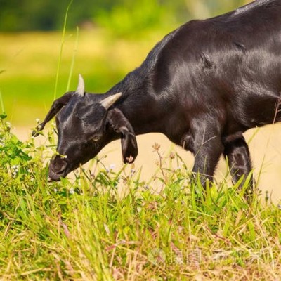 黑山羊 农村散养 育肥 改良优质品种羊 好养易活图2