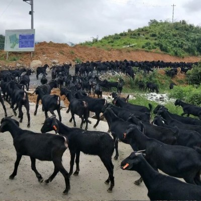 大自然养殖黑山羊 体格健壮 肉质紧实 散养新鲜味道鲜美图3