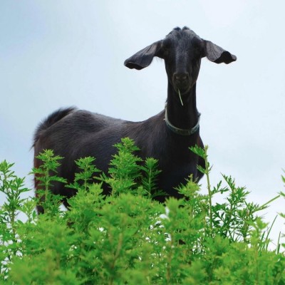 大自然养殖黑山羊 体格健壮 肉质紧实 散养新鲜味道鲜美图2