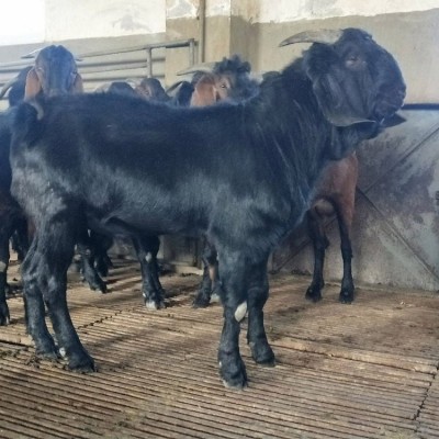 大自然养殖黑山羊 体格健壮 肉质紧实 散养新鲜味道鲜美图4