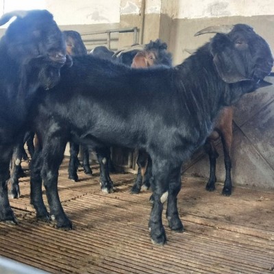 繁育场自然养殖黑山羊供应 深山放养 用作肉羊 订购找百柯农业图2