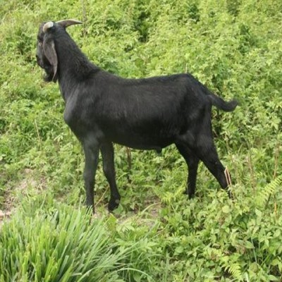 繁育场自然养殖黑山羊供应 深山放养 用作肉羊 订购找百柯农业图4