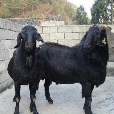 繁育场自然养殖黑山羊供应 深山放养 用作肉羊 订购找百柯农业图5