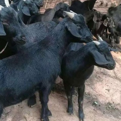 繁育场自然养殖黑山羊供应 深山放养 用作肉羊 订购找百柯农业图3