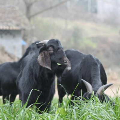 品种黑山羊供应 繁育场繁育 体格健壮 易养殖 长期供应 有需求找百柯图2