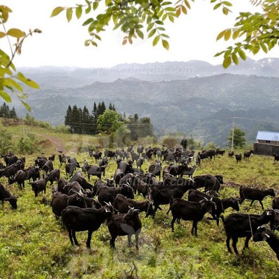 品种黑山羊供应 繁育场繁育 体格健壮 易养殖 长期供应 有需求找百柯图4