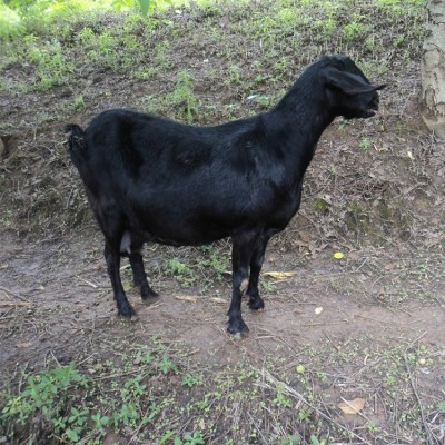 品种黑山羊供应 繁育场繁育 体格健壮 易养殖 长期供应 有需求找百柯图3