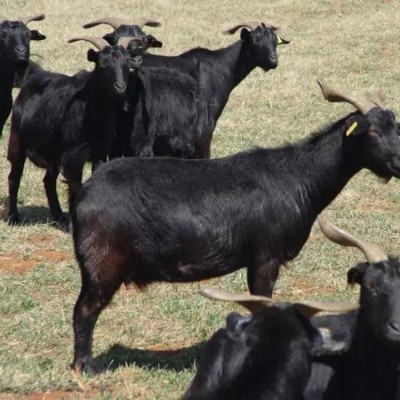 品种黑山羊供应 繁育场繁育 体格健壮 易养殖 长期供应 有需求找百柯图5