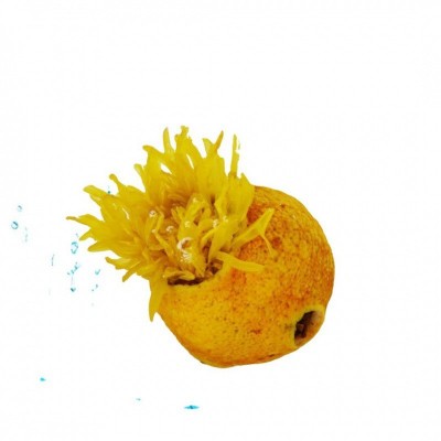 桂花红茶 浓香型2025新茶蜜香小种红茶茶叶散装工厂批发 代发定制图4