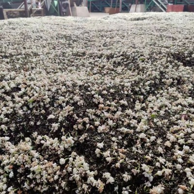 茉莉绿茶 茉莉白毫奶茶店水果茶基底茉莉花茶茉莉尾韵好散装厂家图4