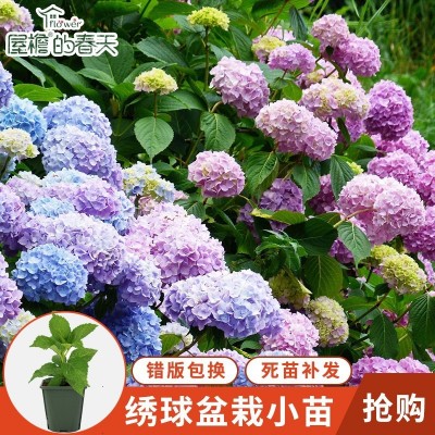 绣球花种子无尽夏花种子四季开花室内易活花卉盆栽花草植物花种籽