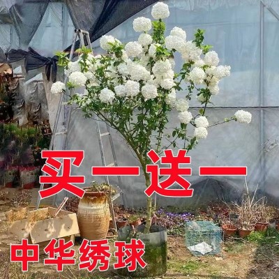 绣球花苗批发中华木绣球花树苗斗球花种植球室外庭院地栽阳台盆栽