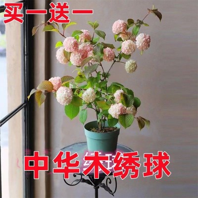 绣球花苗批发中华木绣球花树苗斗球花种植球室外庭院地栽阳台盆栽图3