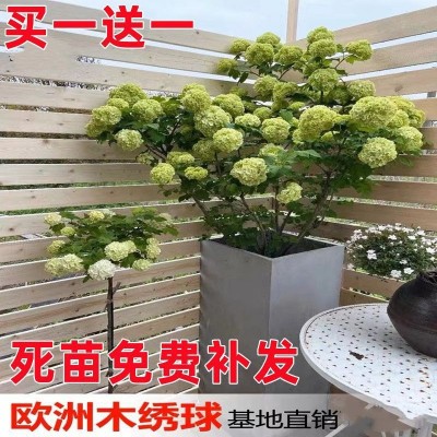 绣球花苗批发中华木绣球花树苗斗球花种植球室外庭院地栽阳台盆栽图2
