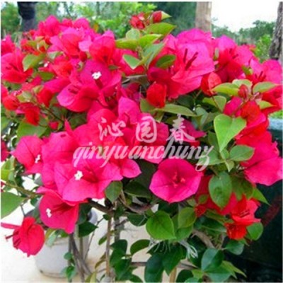 三角梅种子 叶子花种子 盆栽花卉 藤本盆景重瓣花卉种子 50粒精装图2