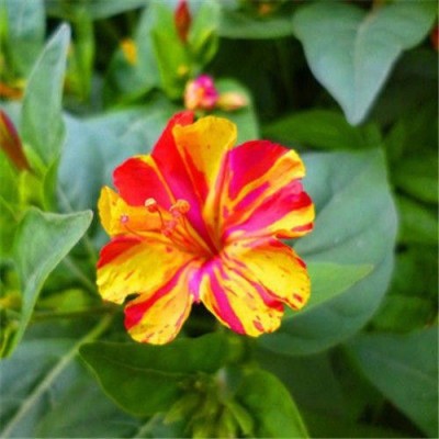 茉莉花种子四季易种活室内阳台花卉盆栽多年生开花批发厂家直销