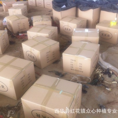 泡桐种根 紫花速生泡桐 农场基地批发庭院庭院树图3