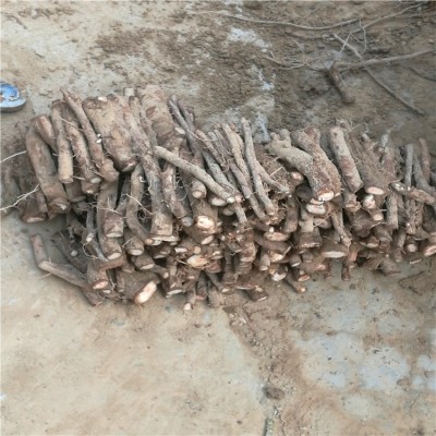 泡桐种根 紫花速生泡桐 农场基地批发庭院庭院树图2