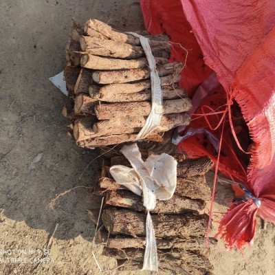 河南泡桐根 河南脱毒泡桐根供应 河南泡桐树根批发现挖现卖