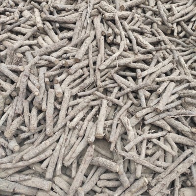 河南泡桐根 河南脱毒泡桐根供应 河南泡桐树根批发现挖现卖图2