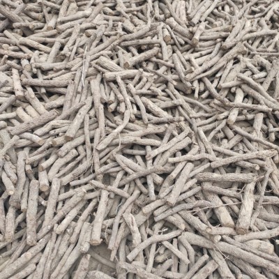 河南泡桐根 河南脱毒泡桐根供应 河南泡桐树根批发现挖现卖图3