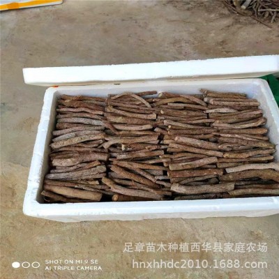 农场批发销售泡桐根 /泡桐树苗 /速生泡桐速生树泡桐木图3