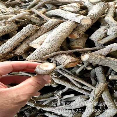 农场批发销售泡桐根 /泡桐树苗 /速生泡桐速生树泡桐木