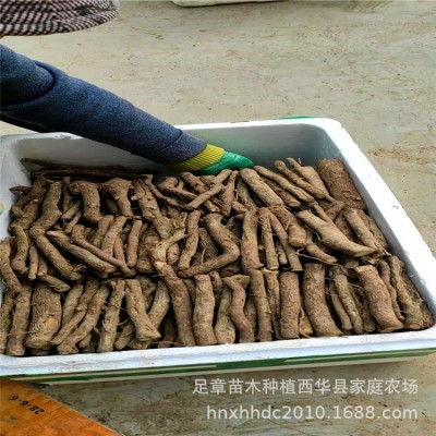 农场批发销售泡桐根 /泡桐树苗 /速生泡桐速生树泡桐木图2