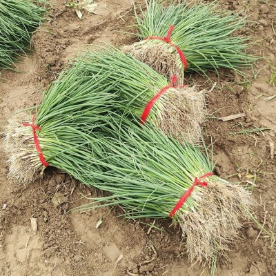 二红半高桩洋葱苗 二红洋葱苗 半高桩洋葱苗新鲜直供药用老品种