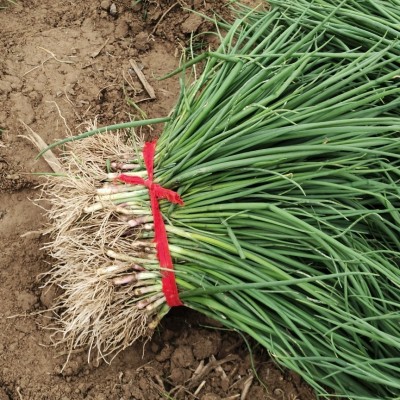 二红半高桩洋葱苗 二红洋葱苗 半高桩洋葱苗新鲜直供药用老品种图2