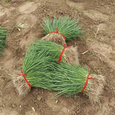 二红半高桩洋葱苗 二红洋葱苗 半高桩洋葱苗新鲜直供药用老品种图3