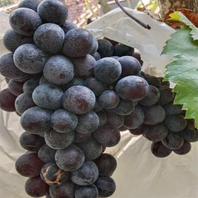 深红无籽葡萄苗 根系发达 自然无核 口感脆甜 泽雨农业