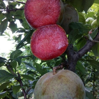 恐龙蛋李子树苗 生茬地育苗的1年生苗子 泽雨农业