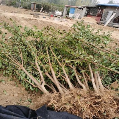 恐龙蛋李子树苗 生茬地育苗的1年生苗子 泽雨农业图2