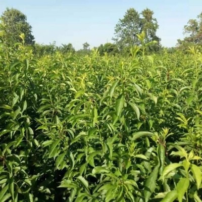 恐龙蛋李子树苗 生茬地育苗的1年生苗子 泽雨农业图3