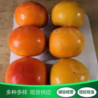 土球移栽3公分大秋柿子树苗基地 脆甜太秋 泽雨农业